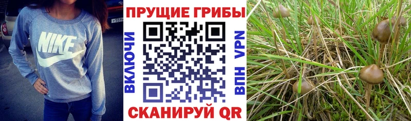 цены наркотик Унеча mega как зайти Галлюциногенные грибы Magic Shrooms